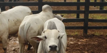 FOTOS: KIW ASSESSORIA