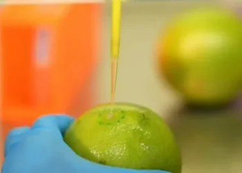 Pesquisadores brasileiros desenvolvem biodetergente capaz de prolongar a vida útil de frutas e legumes — Foto: Reprodução/TV Globo