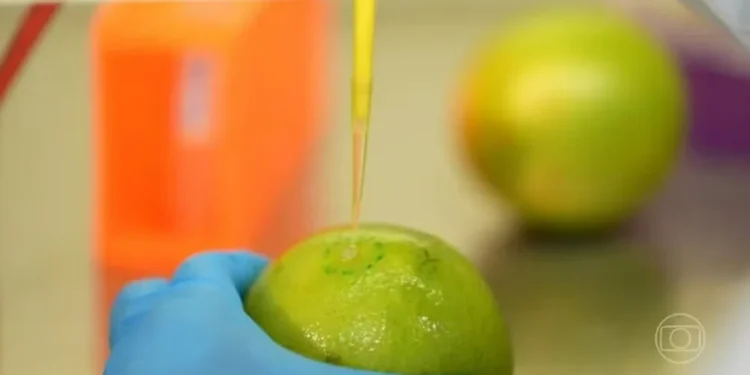 Pesquisadores brasileiros desenvolvem biodetergente capaz de prolongar a vida útil de frutas e legumes — Foto: Reprodução/TV Globo