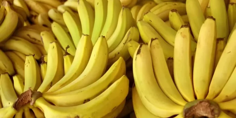 Feriado de Tiradentes também afetou os carregamentos de banana-nanica — Foto: Ceagesp/Divulgação