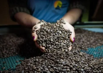 Preços do café são pressionados pela expectativa de uma safra recorde no Brasil, mas sinais de oferta mais restrita puxam as cotações para cima — Foto: Wenderson Araujo/CNA