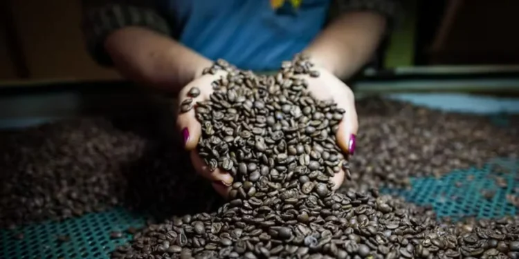 Preços do café são pressionados pela expectativa de uma safra recorde no Brasil, mas sinais de oferta mais restrita puxam as cotações para cima — Foto: Wenderson Araujo/CNA