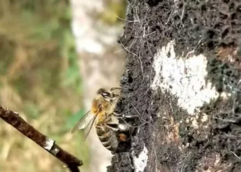 As abelhas coletam essa substância sobre o tronco e os galhos e a transformam em mel dentro da colmeia — Foto: Embrapa/Divulgação