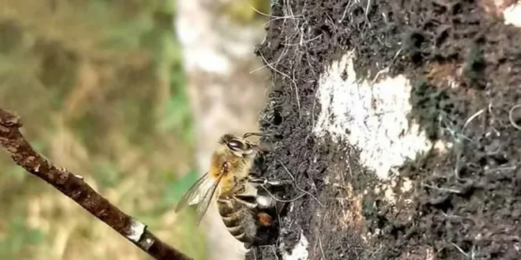 As abelhas coletam essa substância sobre o tronco e os galhos e a transformam em mel dentro da colmeia — Foto: Embrapa/Divulgação