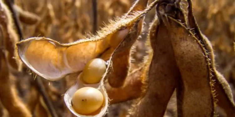 Fortes chuvas atrasaram a colheita da soja na Argentina — Foto: Fundação Solidaridad