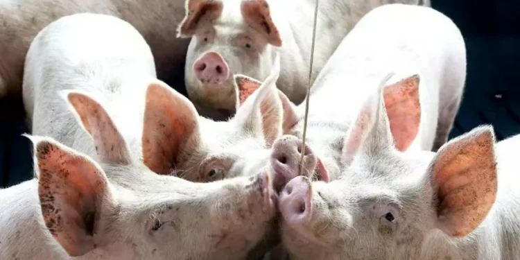 Foto: Jaelson Lucas/AEN