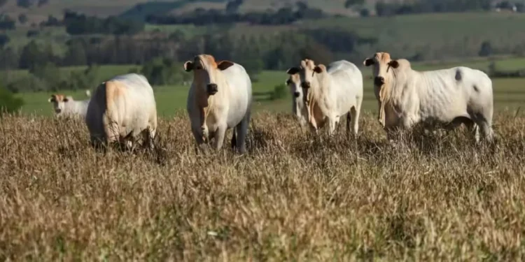 Foto: José Fernando Ogura/AEN
