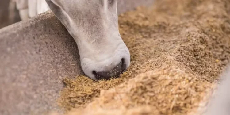 A produção de ração somou 89,9 milhões de toneladas no Brasil em 2025 — Foto: FS/Divulgação