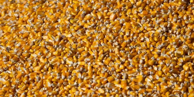 A valorização do milho é impulsionada principalmente pelo ritmo acelerado das exportações americanas — Foto: Wenderson Araujo/CNA