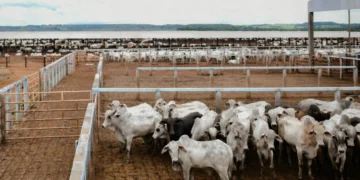 Foto - Majuh Souza / Governo do Tocantins.