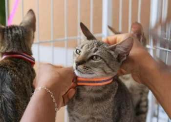 Foto: Júnior Suzuki