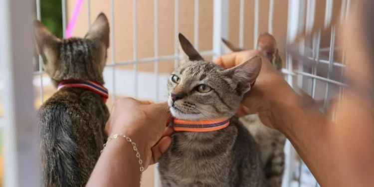 Foto: Júnior Suzuki