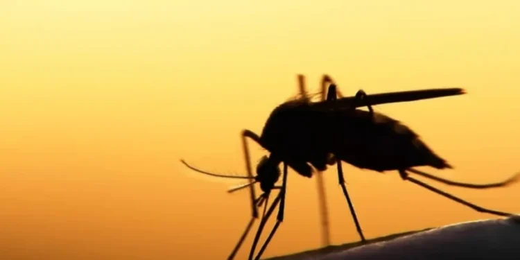 Ministério da Saúde