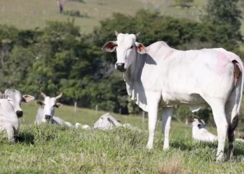 Foto: Geraldo Bubniak/AEN