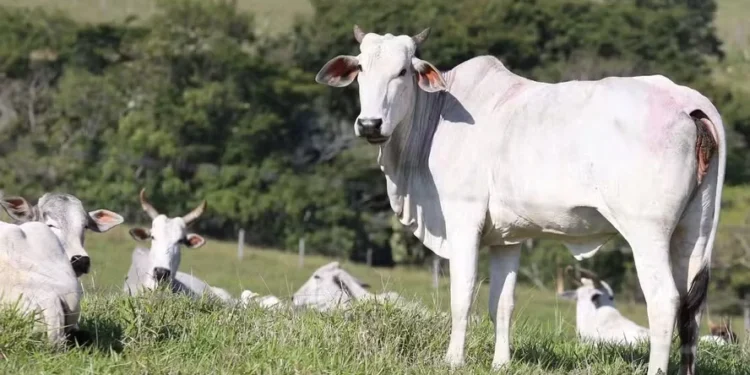 Foto: Geraldo Bubniak/AEN