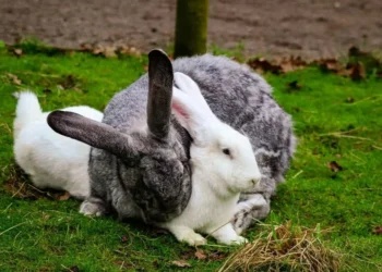 Foto: Samuel Phillips/Pexels