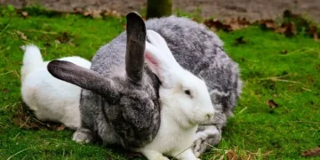 Foto: Samuel Phillips/Pexels