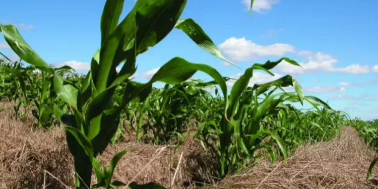 Semeadura da segunda safra de milho está praticamente finalizada — Foto: Paulo Kurtz/Embrapa