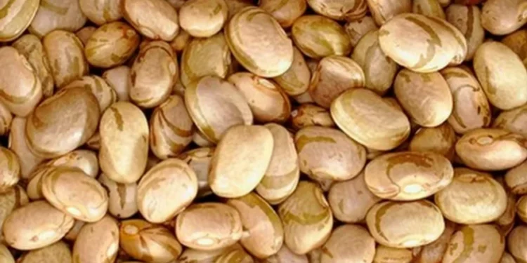 Comportamento das cotações do feijão-carioca indica um mercado firme — Foto: Ricardo Tobaldini / Flickr