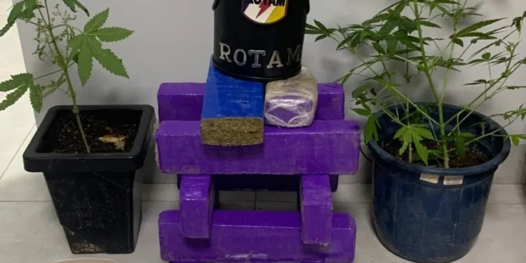 Apreensão de drogas - Foto: Ascom PMTO