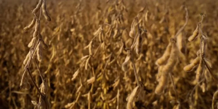 Foto: Wenderson Araújo/CNA