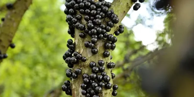 Foto: Canva/Creative Commons