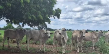 Foto: José Florentino/Globo Rural