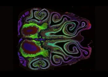 Cell