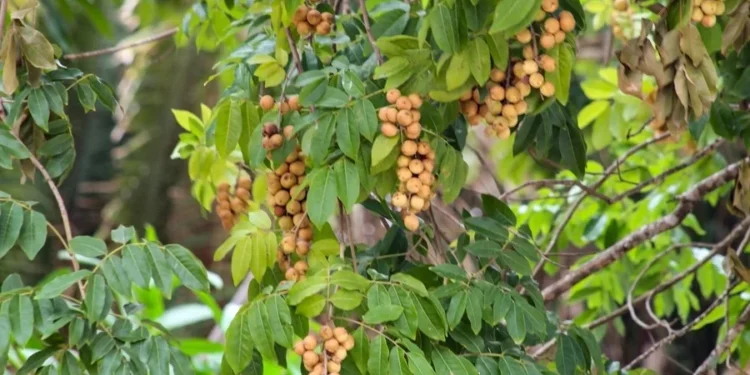 gettyimages- F de Jesus