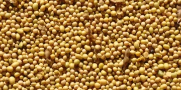 Foto: Fernando Dias/Seapa