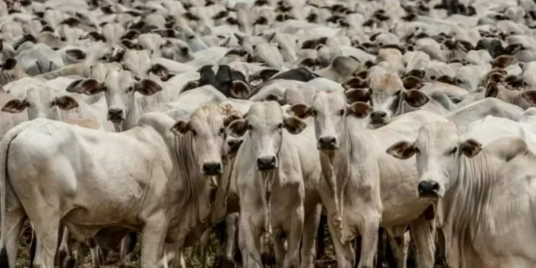 Divulgação — Foto: Divulgação