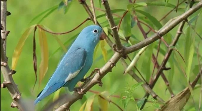 Bianca Montanaro/Ibama