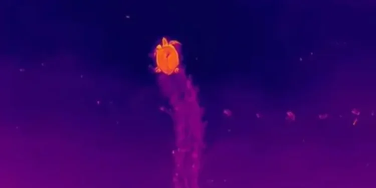 Divulgação/Labei/UFPB/Associação Guajiru.