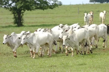 Oferta enxuta de animais e as escalas de abate curtas sustentaram as cotações — Foto: Gilson Abreu/AEN