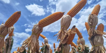 Em Estados como Goiás, Paraná e Mato Grosso do Sul, efeitos do clima nas lavouras de milho preocupam os produtores — Foto: José Florentino / Globo Rural