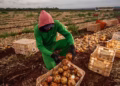 Agronegócio brasileiro empregou 28,4 milhões de pessoas em 2025, crescimento de 2,2% em relação a 2024 — Foto: Wenderson Araujo/CNA