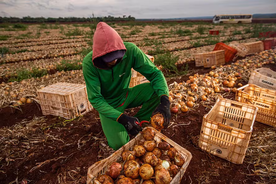 Agronegócio brasileiro empregou 28,4 milhões de pessoas em 2025, crescimento de 2,2% em relação a 2024 — Foto: Wenderson Araujo/CNA