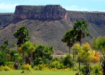 ocantins lidera o crescimento em sustentabilidade ambiental no país entre 2023 e 2025, segundo o Ranking de Competitividade dos Estados, resultado de políticas públicas integradas, modernização da gestão e ações voltadas à preservação dos biomas Cerrado e Amazônia (Crédito foto:Fernando Alves/Governo do Tocantins)