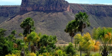 ocantins lidera o crescimento em sustentabilidade ambiental no país entre 2023 e 2025, segundo o Ranking de Competitividade dos Estados, resultado de políticas públicas integradas, modernização da gestão e ações voltadas à preservação dos biomas Cerrado e Amazônia (Crédito foto:Fernando Alves/Governo do Tocantins)