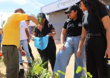 Foram disponibilizadas mais de 150 mudas de baru, jatobá, jacas e buriti - Vinicius Venâncio/Governo do Tocantins