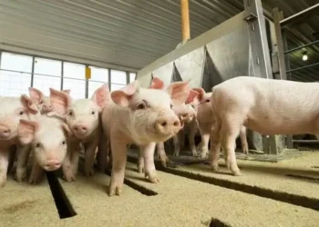 Foto: National Pork