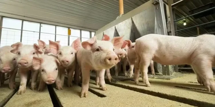 Foto: National Pork