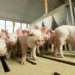 Foto: National Pork