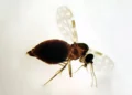 Coleção de Ceratopogonidae do IOC/Fiocruz