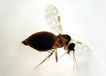 Coleção de Ceratopogonidae do IOC/Fiocruz