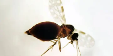 Coleção de Ceratopogonidae do IOC/Fiocruz