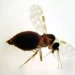 Coleção de Ceratopogonidae do IOC/Fiocruz