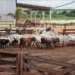 Foto: Thiago de Jesus