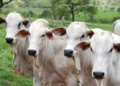 Foto: Boehringer divulgação