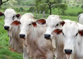 Foto: Boehringer divulgação